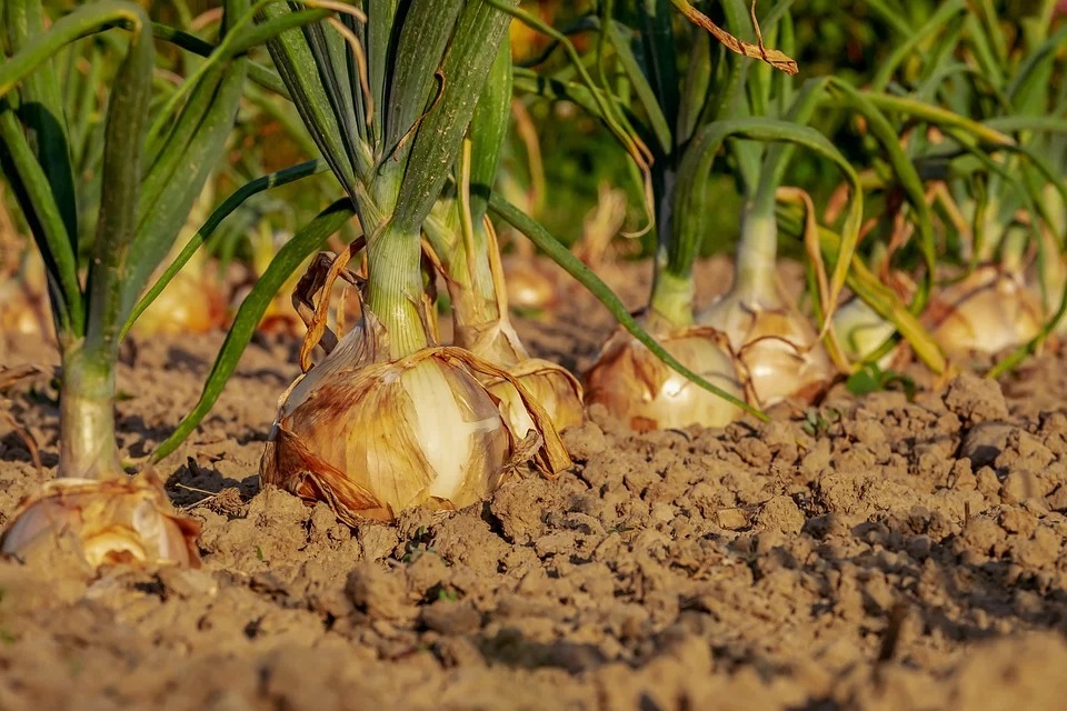 productores de cebolla tierna